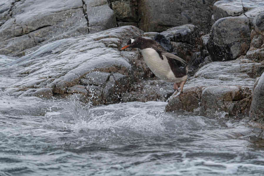 Pingüino Papua o Gentoo - Antártida 07.jpg